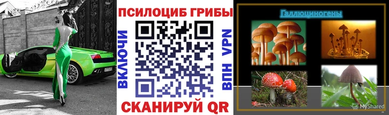Галлюциногенные грибы Psilocybe  продажа наркотиков  Волгоград 